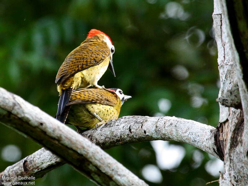 Spot-breasted Woodpeckeradult, mating., Behaviour