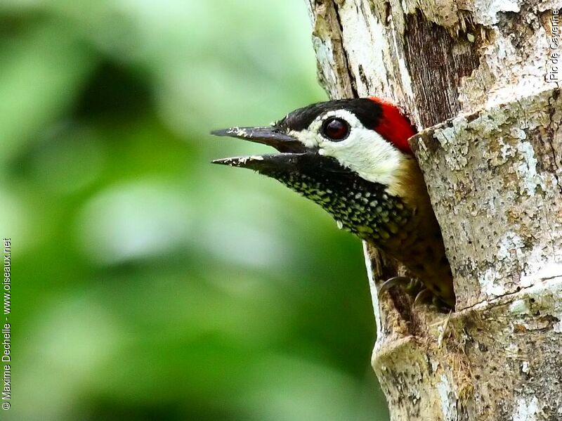 Spot-breasted Woodpecker female adult, identification, Reproduction-nesting