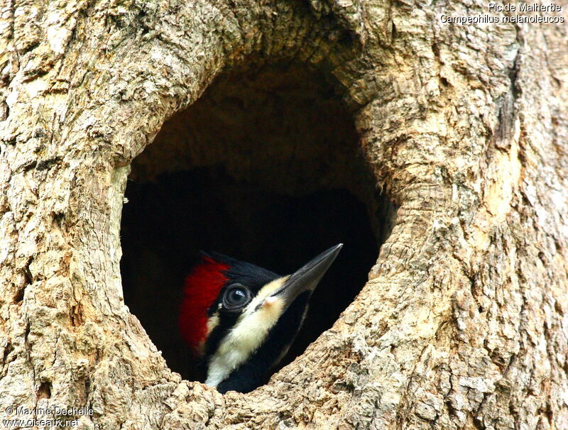 Crimson-crested Woodpecker female juvenile, identification, Reproduction-nesting