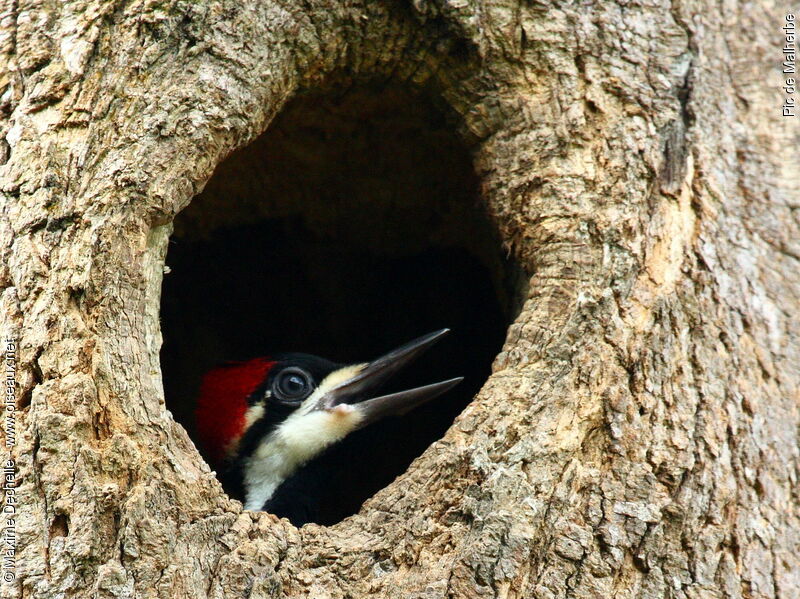 Crimson-crested Woodpecker female juvenile, identification, Reproduction-nesting, Behaviour