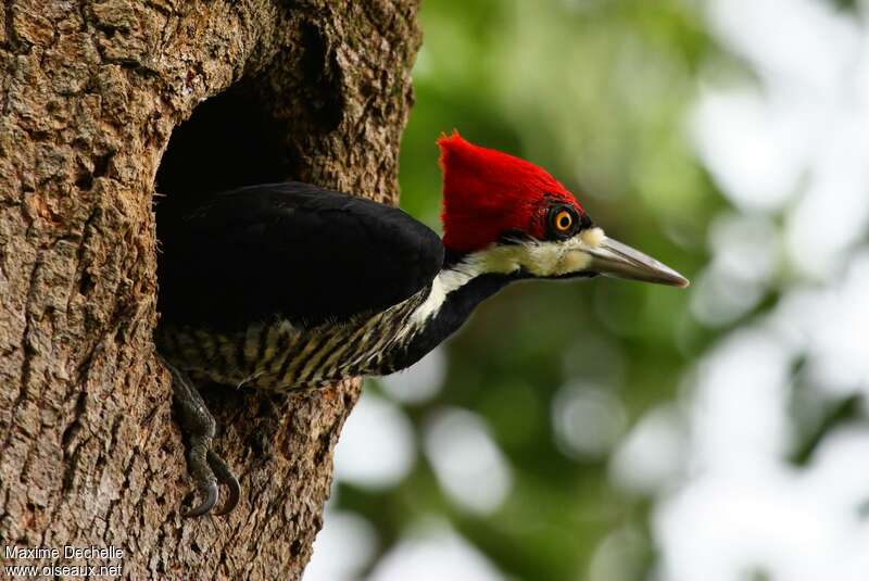 Crimson-crested Woodpecker female adult, close-up portrait, Reproduction-nesting