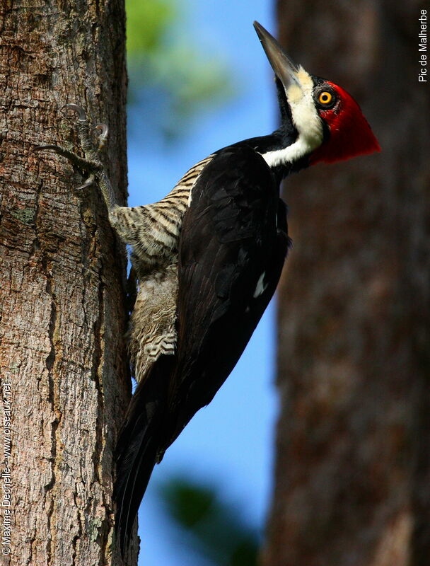 Crimson-crested Woodpecker female, identification