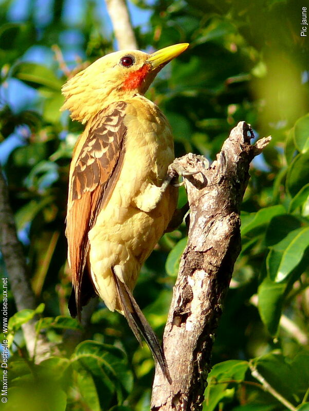 Cream-colored Woodpecker male adult