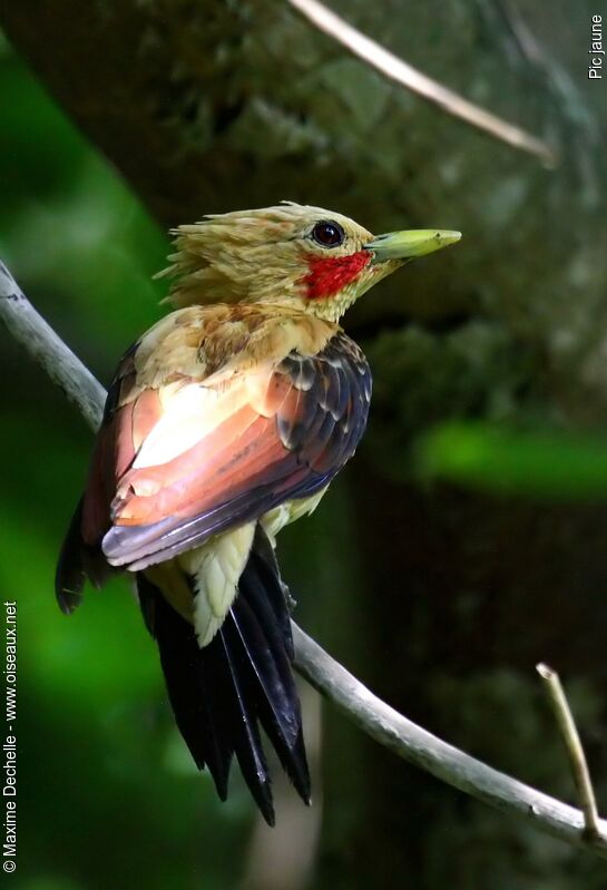 Cream-colored Woodpecker male adult, identification