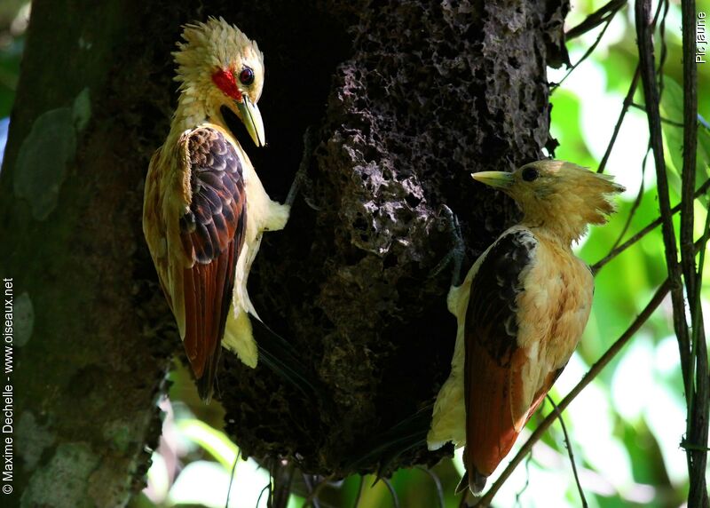 Cream-colored Woodpecker adult, identification, feeding habits, Behaviour