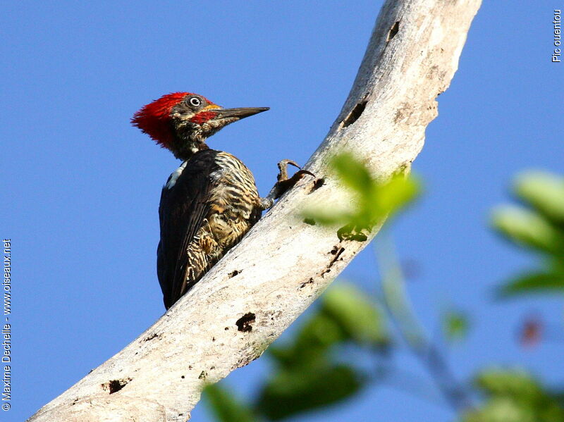 Lineated Woodpecker male, identification