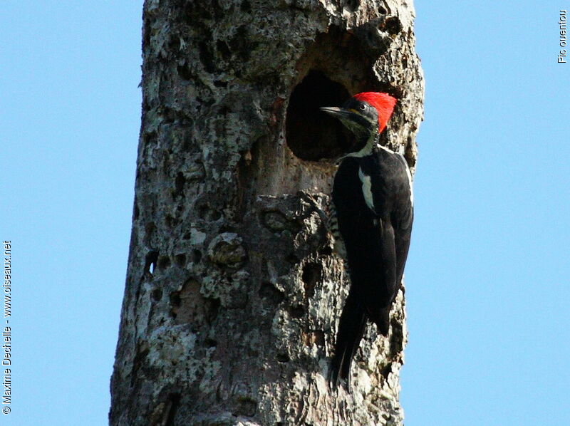 Lineated Woodpecker female adult, identification, Reproduction-nesting