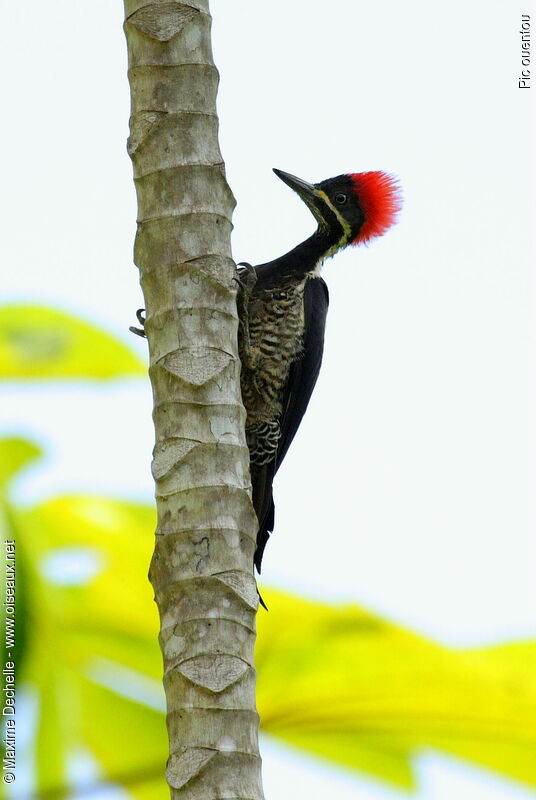 Lineated Woodpecker female adult, identification
