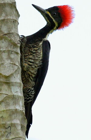 Lineated Woodpecker