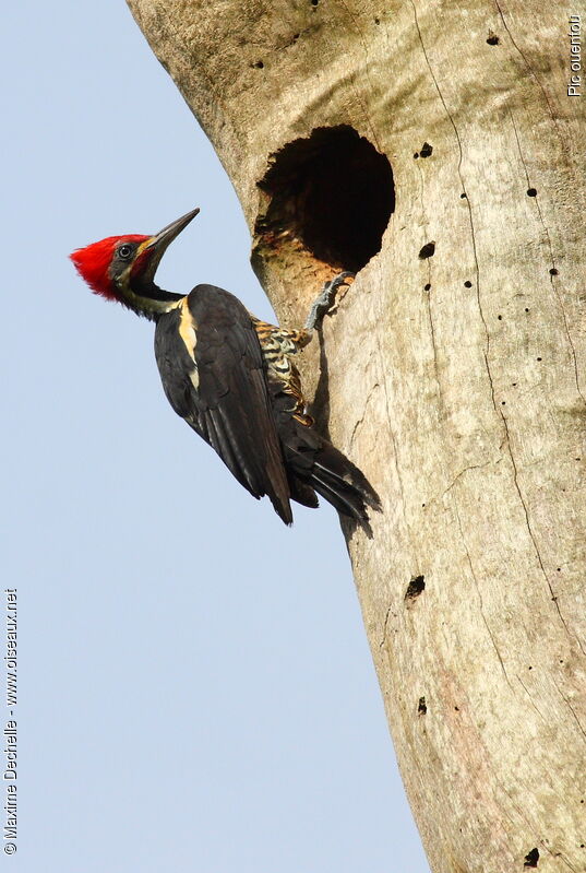 Lineated Woodpecker male adult, identification, Reproduction-nesting