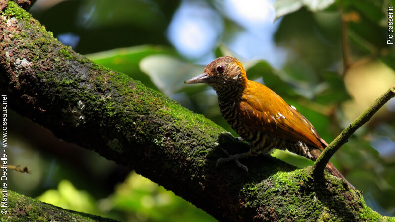 Little Woodpecker female, identification