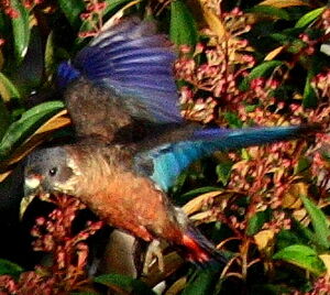 Pione violette