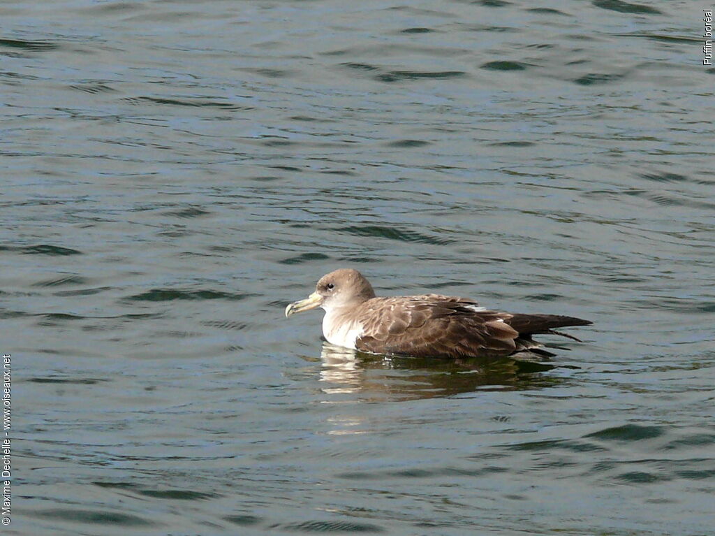 Puffin cendré - Calonectris diomedea