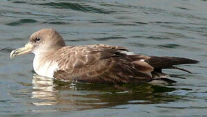 Puffin cendré