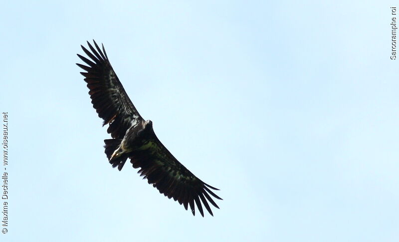 King Vultureimmature, Flight