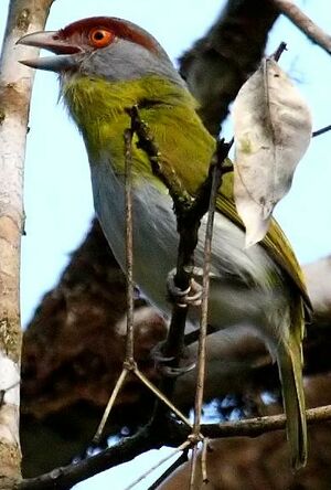 Rufous-browed Peppershrike