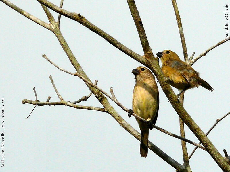 Ruddy-breasted Seedeater immature