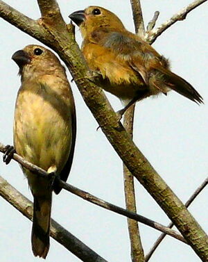 Ruddy-breasted Seedeater