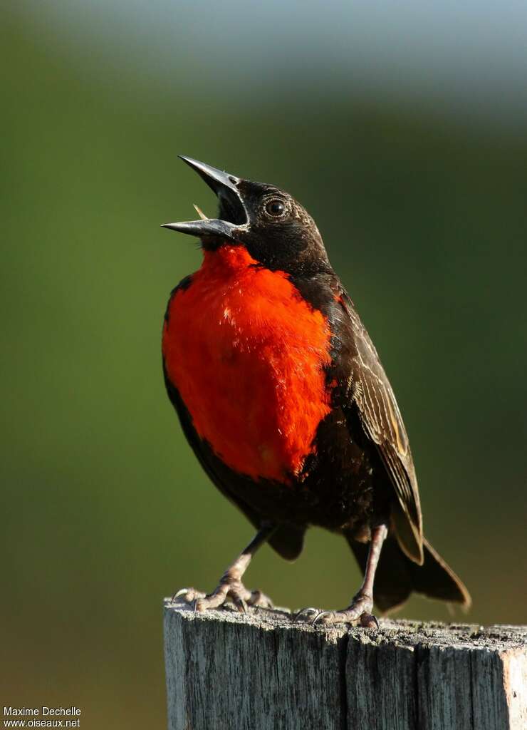 Red-breasted Meadowlark male adult breeding, song