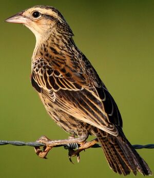 Red-breasted Blackbird