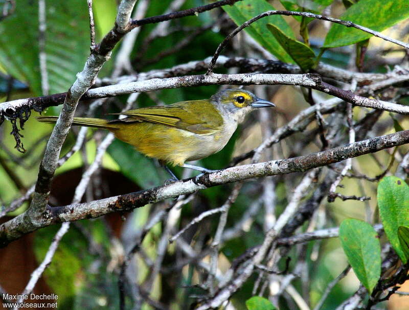 Fulvous-crested Tanager female adult, identification
