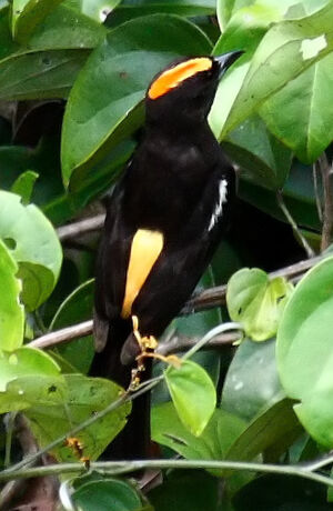 Flame-crested Tanager