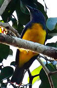 Blue-backed Tanager