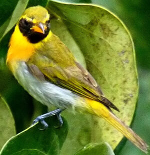 Guira Tanager