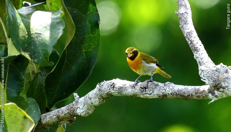 Guira Tanager male adult, identification, Reproduction-nesting