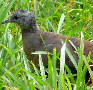 Little Tinamou
