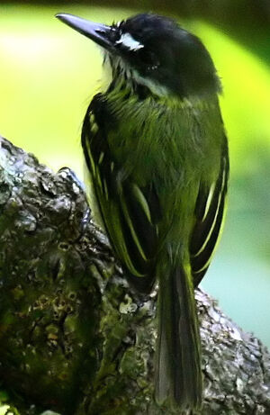 Painted Tody-Flycatcher