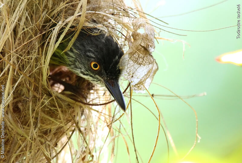 Spotted Tody-Flycatcheradult, Reproduction-nesting