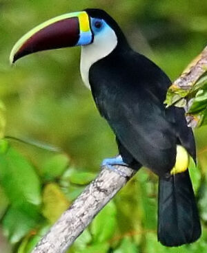 Toucan � bec rouge
