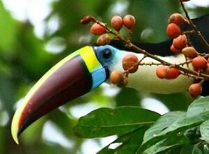 Toucan � bec rouge
