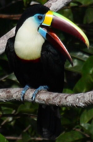 Toucan à bec rouge