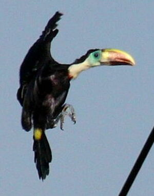 Toucan � bec rouge