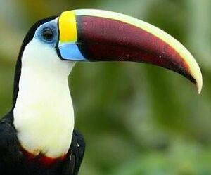 Toucan à bec rouge