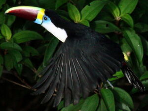 White-throated Toucan