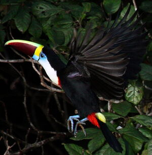 White-throated Toucan