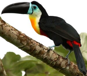 Toucan ariel