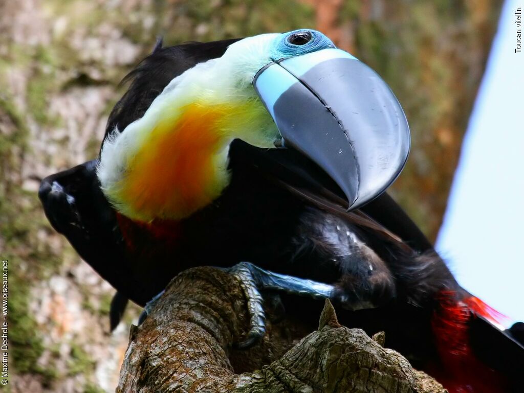 Toucan ariel - Ramphastos vitellinus ariel