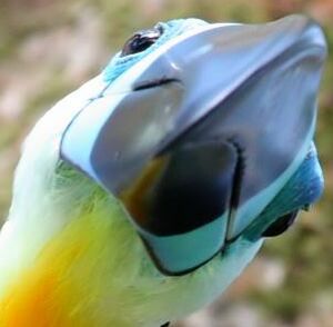 Toucan ariel