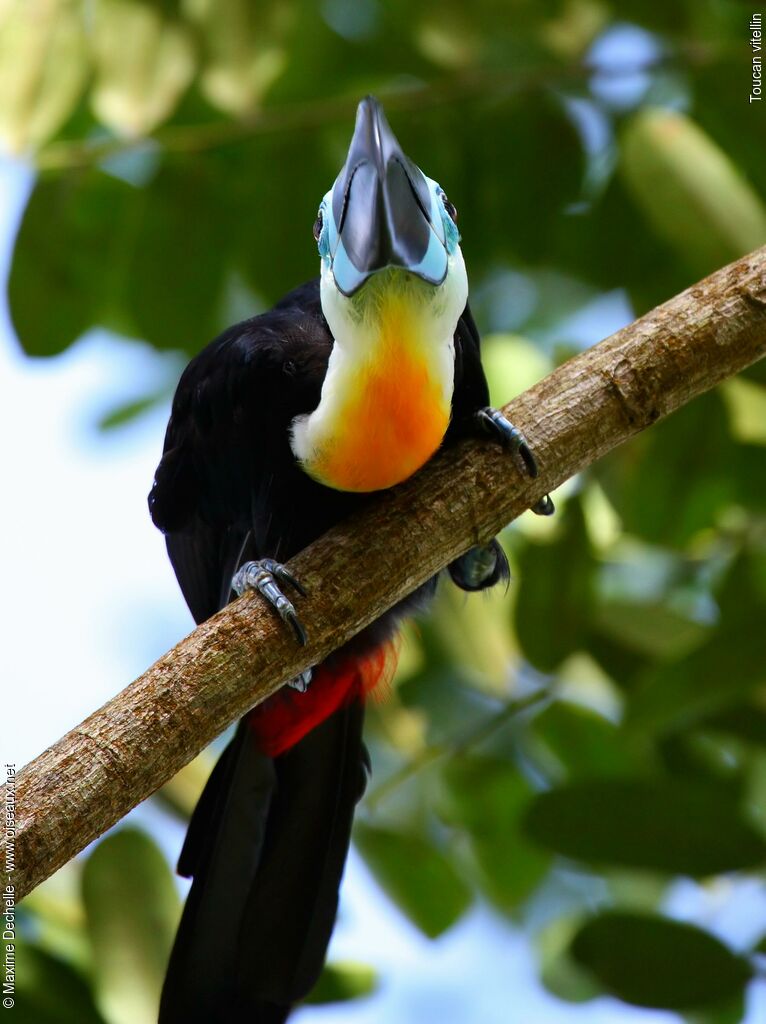 Toucan ariel - Ramphastos vitellinus ariel