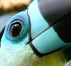 Ariel Toucan