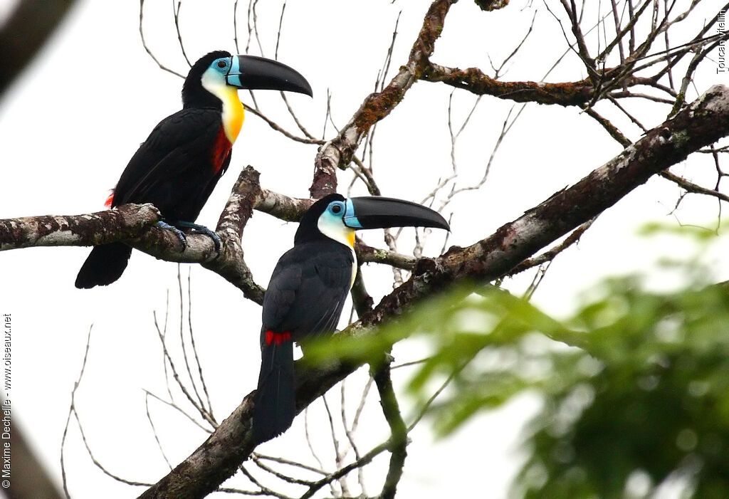 Toucan ariel - Ramphastos vitellinus ariel