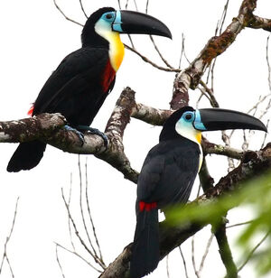 Toucan ariel