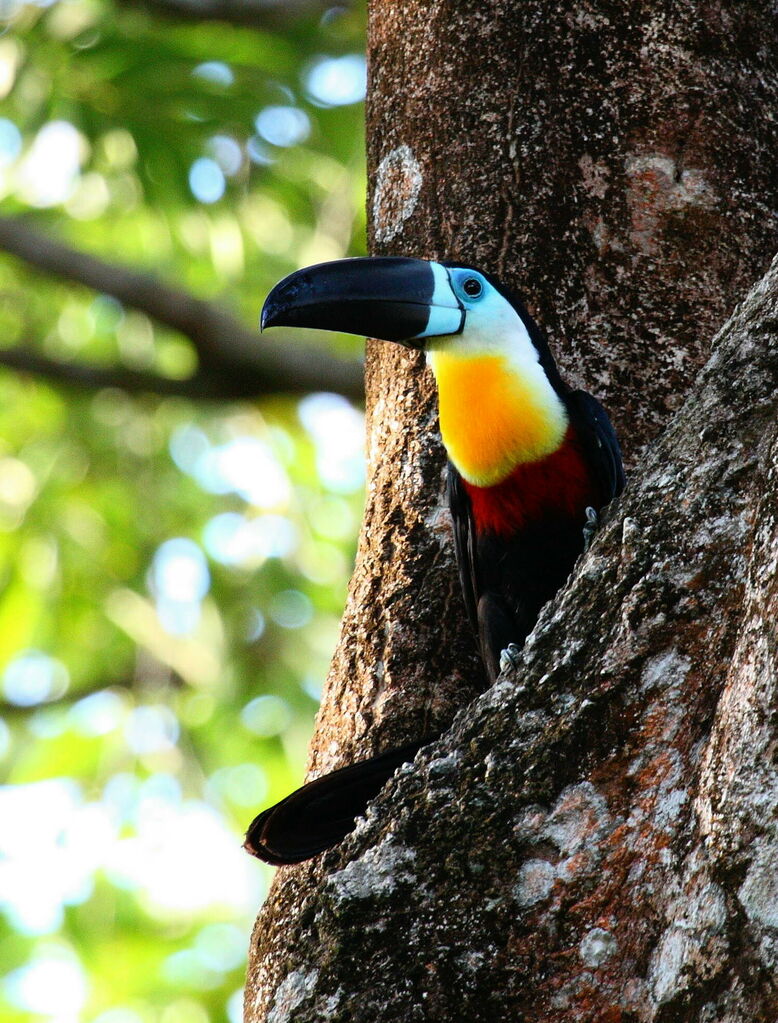Toucan ariel - Ramphastos vitellinus ariel