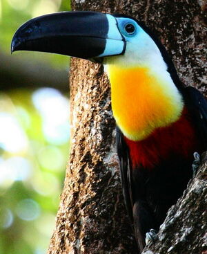 Ariel Toucan