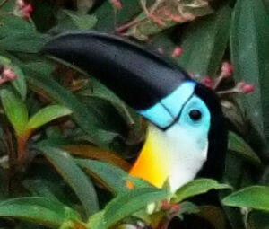Toucan ariel