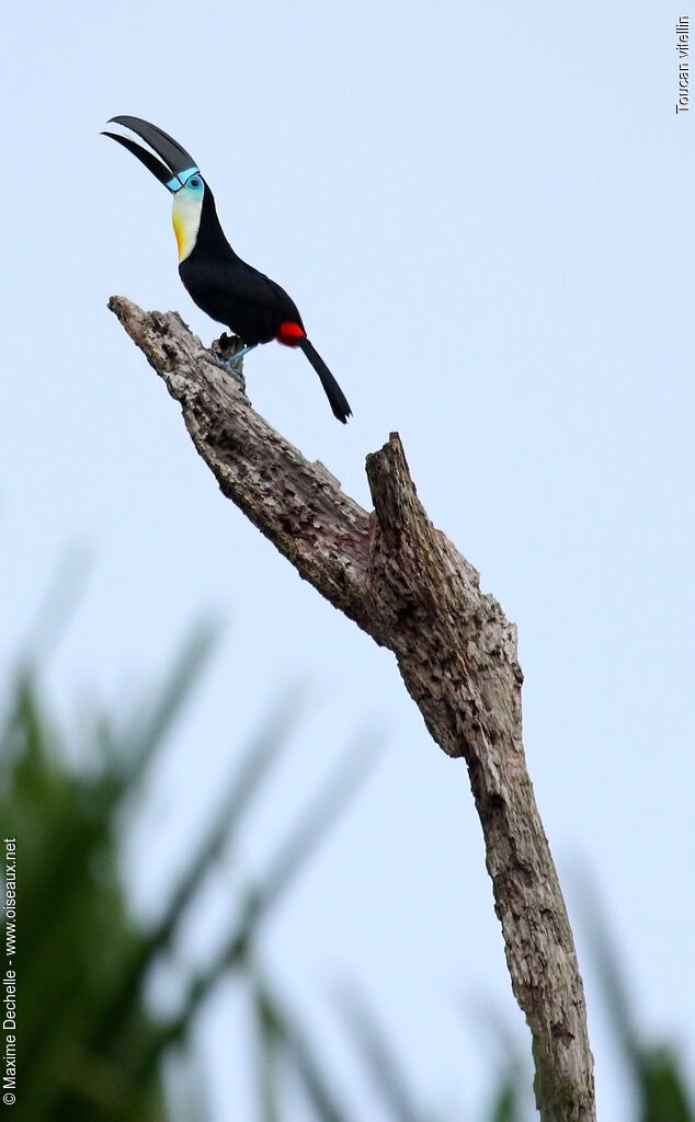 Toucan ariel - Ramphastos vitellinus ariel